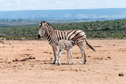 essay on zebra