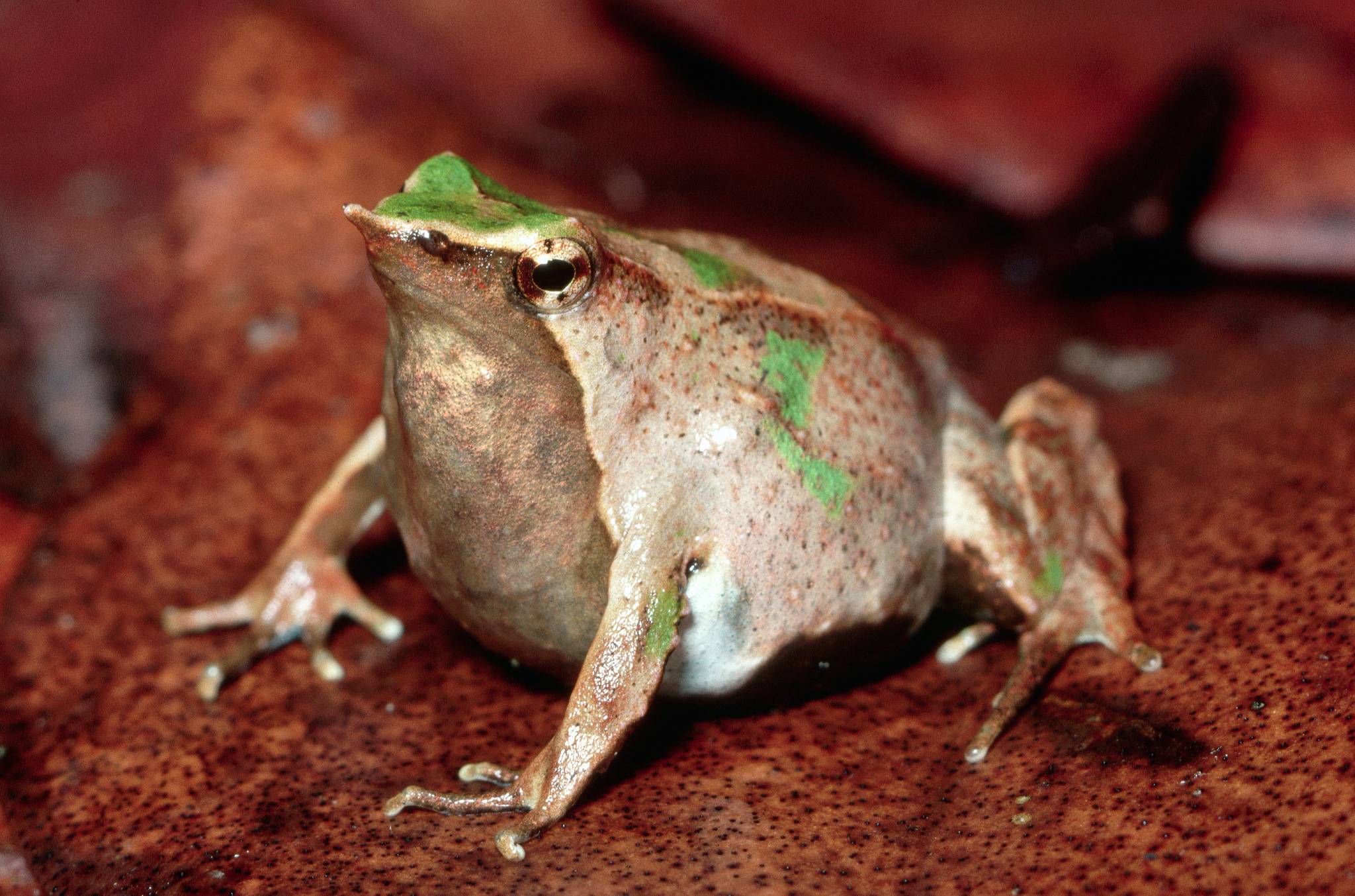 Five Freaky Frog Facts