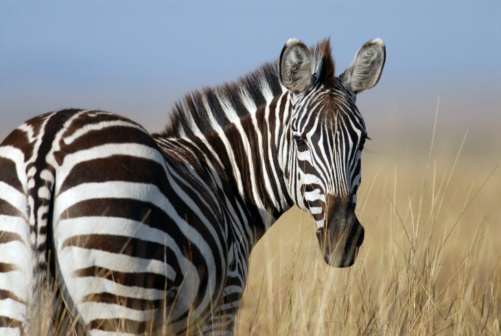 zebra, zebra facts