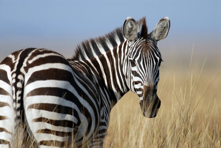 15 Fun Zebra Facts You Never Knew