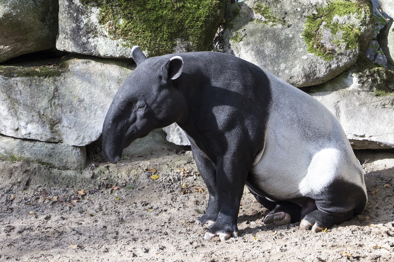 Tapir sex