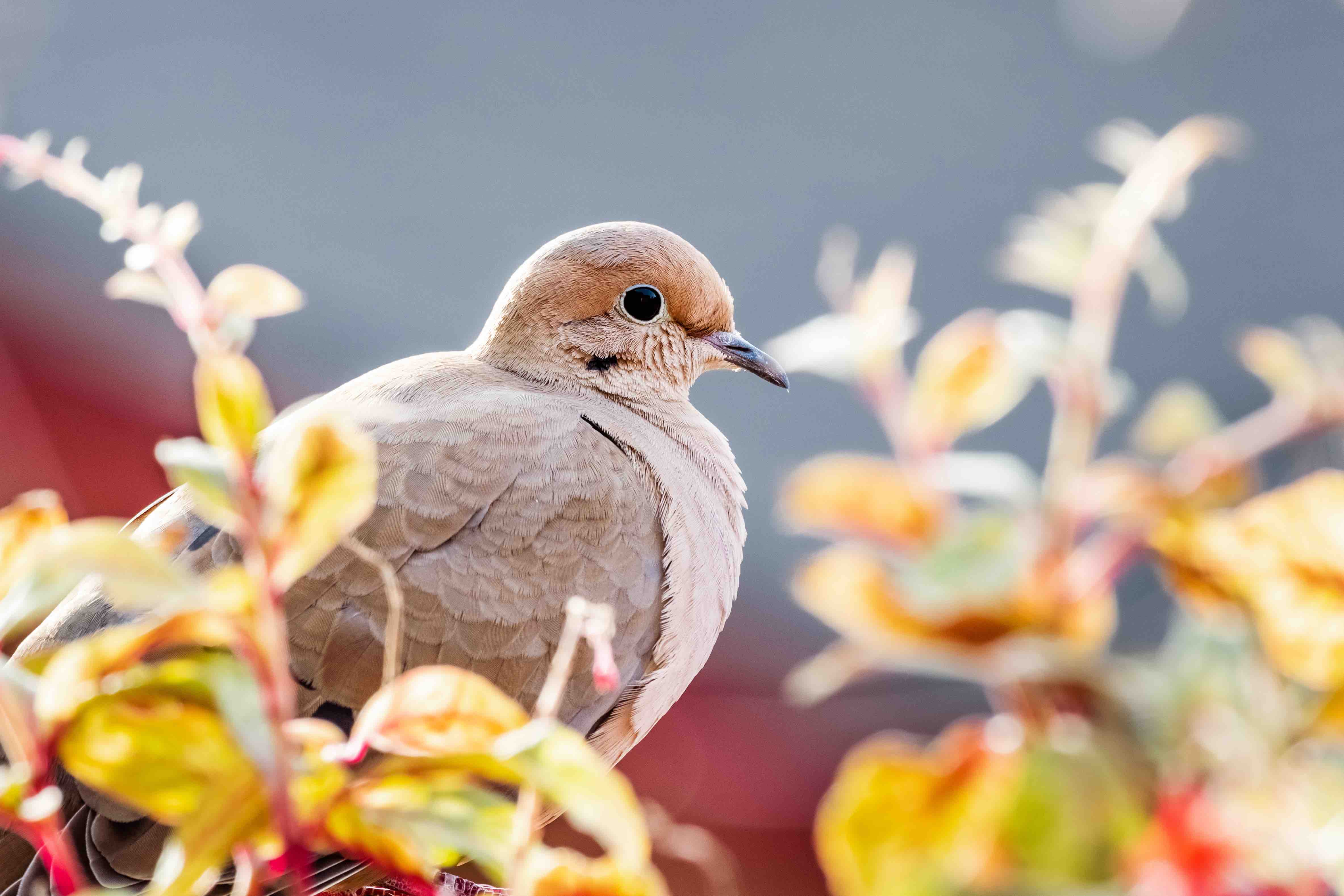 male mourning doves