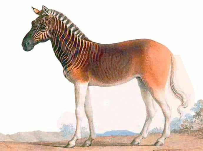 quagga, zebra facts