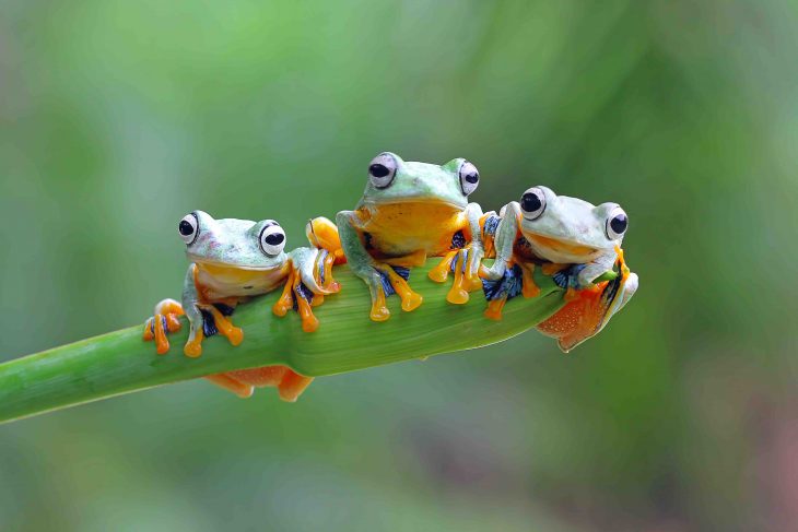 three tree frogs, Rhacophorus reinwardtii