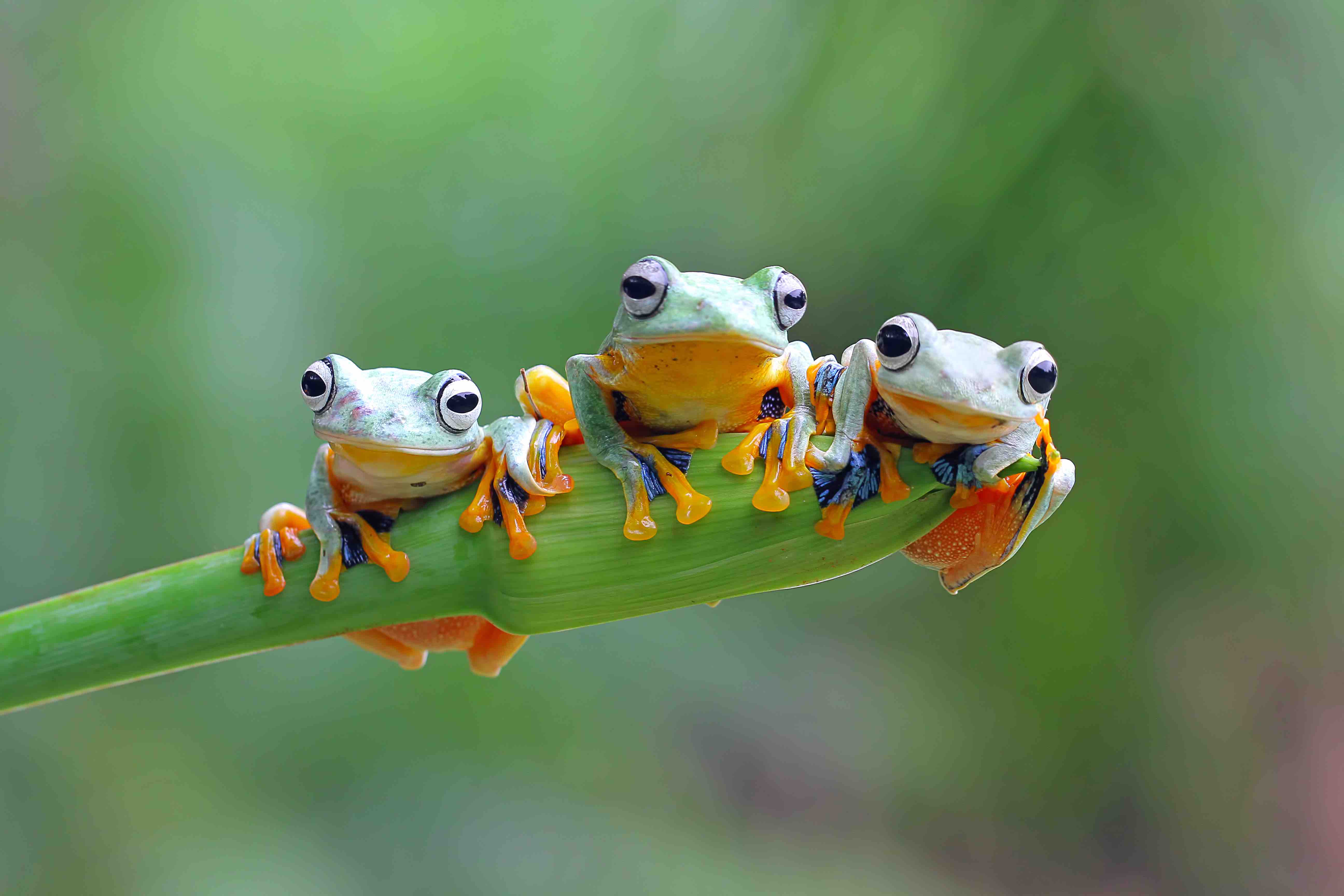 Three Cute Frogs 