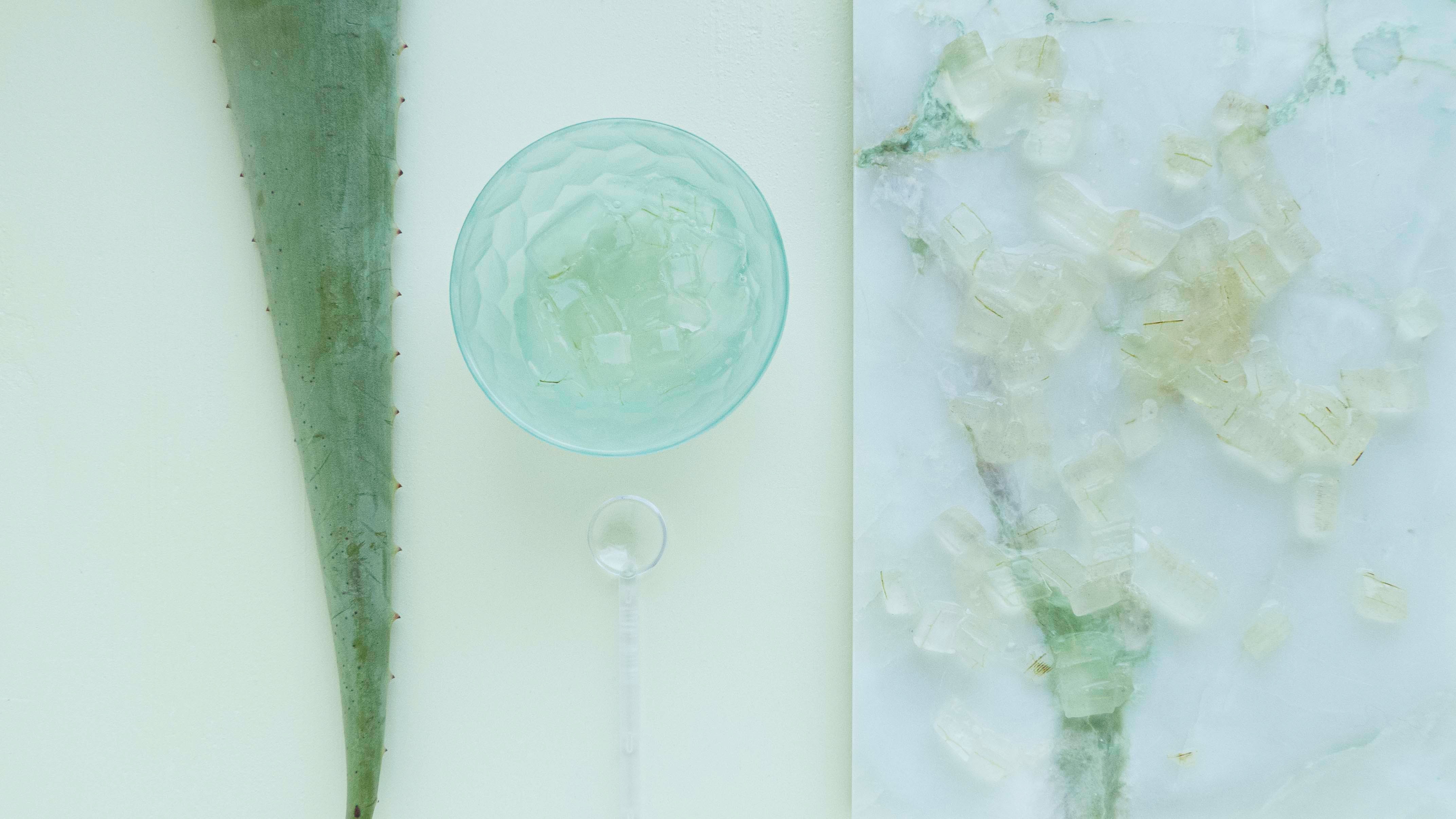 aloe vera, succulents