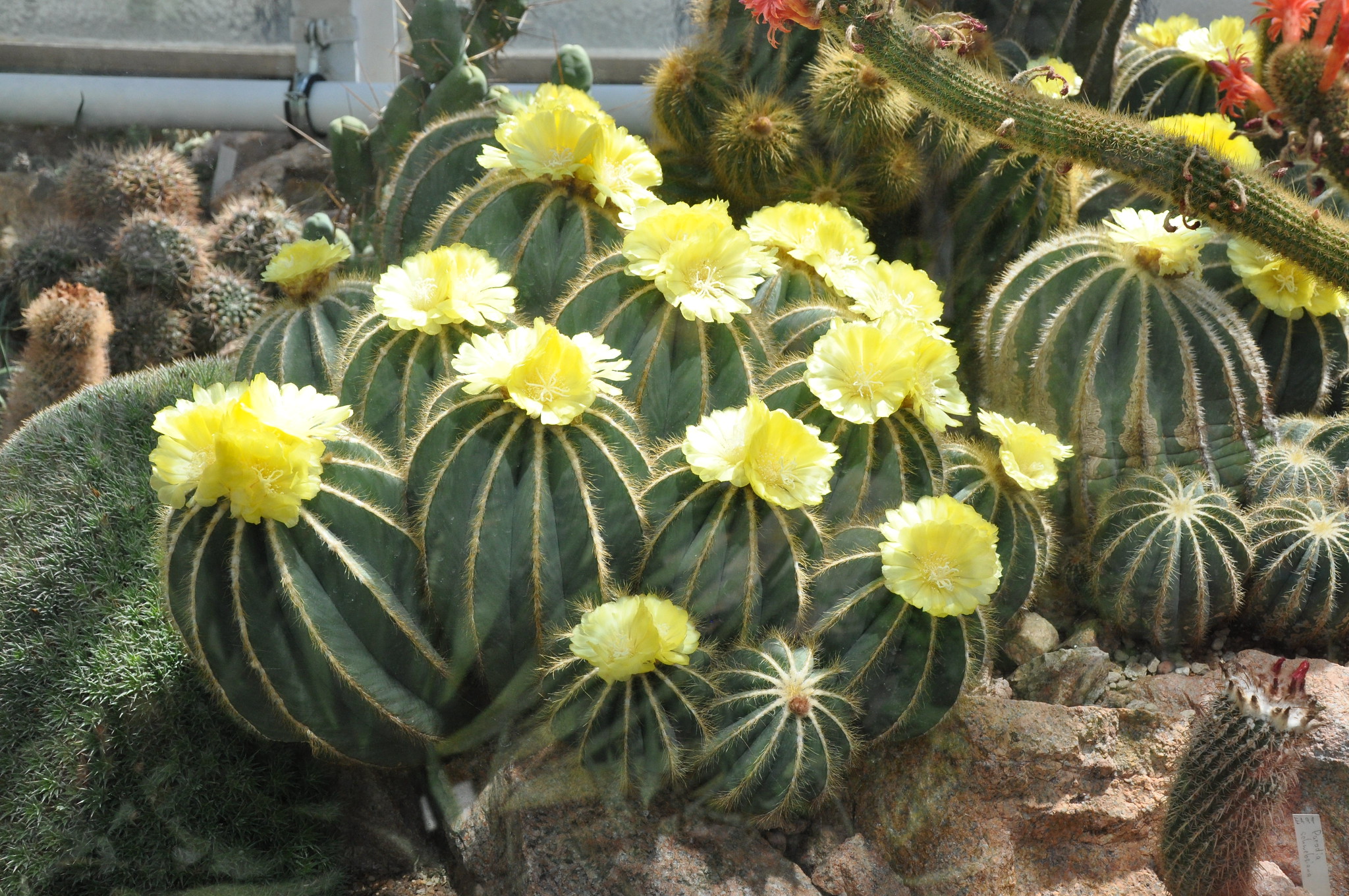 Balloon Cactus, Parodia magnifica