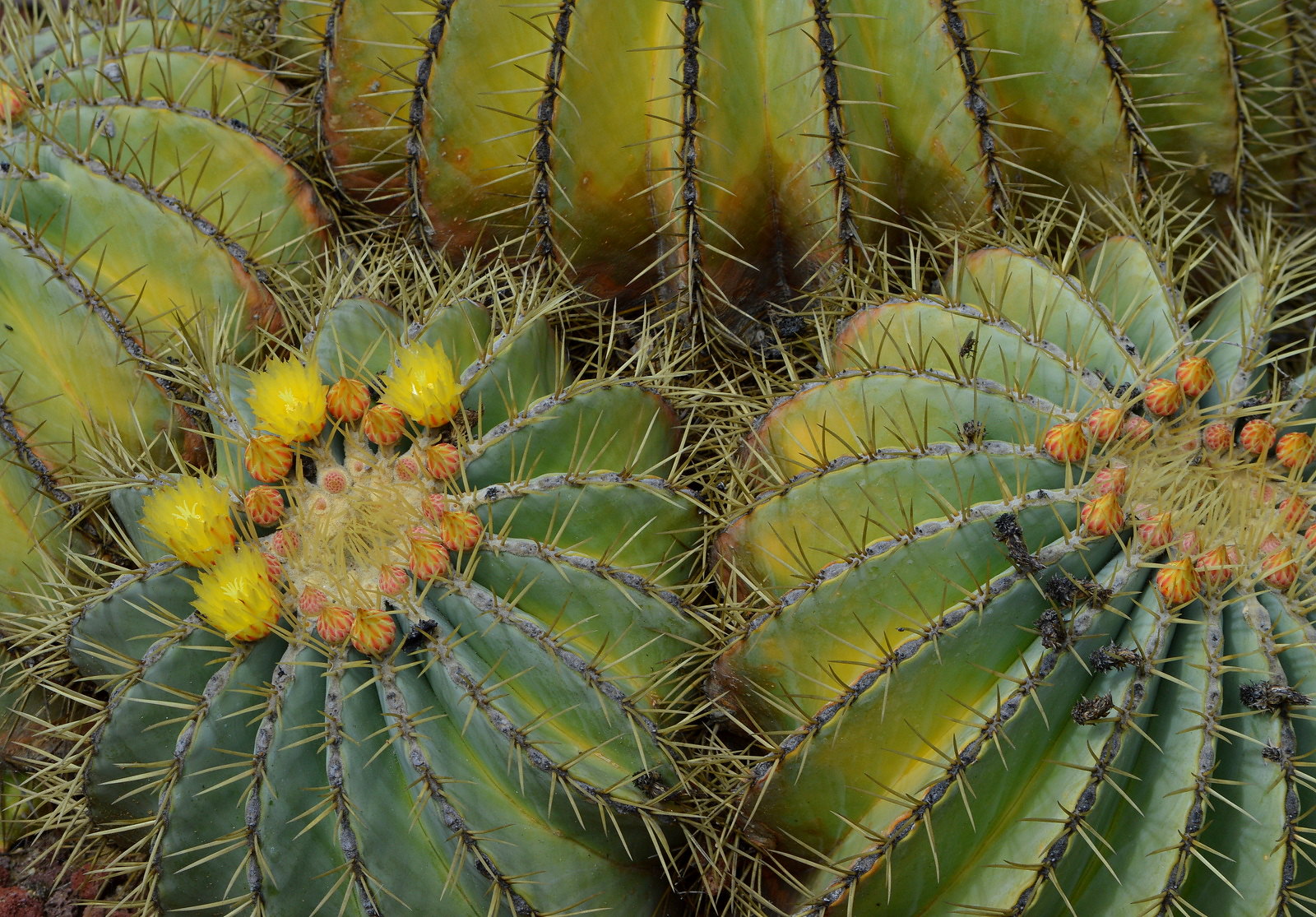 Barrel Cactus, cactus, types of succulent