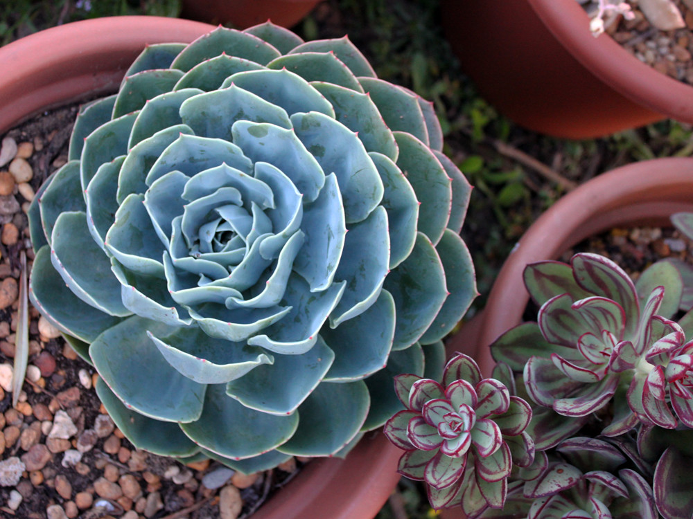 blue rose, echeveria imbricata