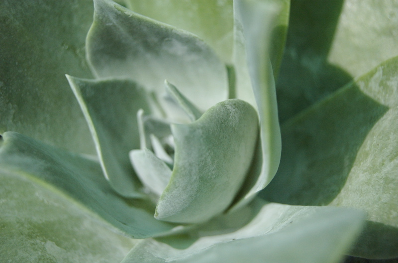 Chalk Liveforever, Chalk Lettuce
