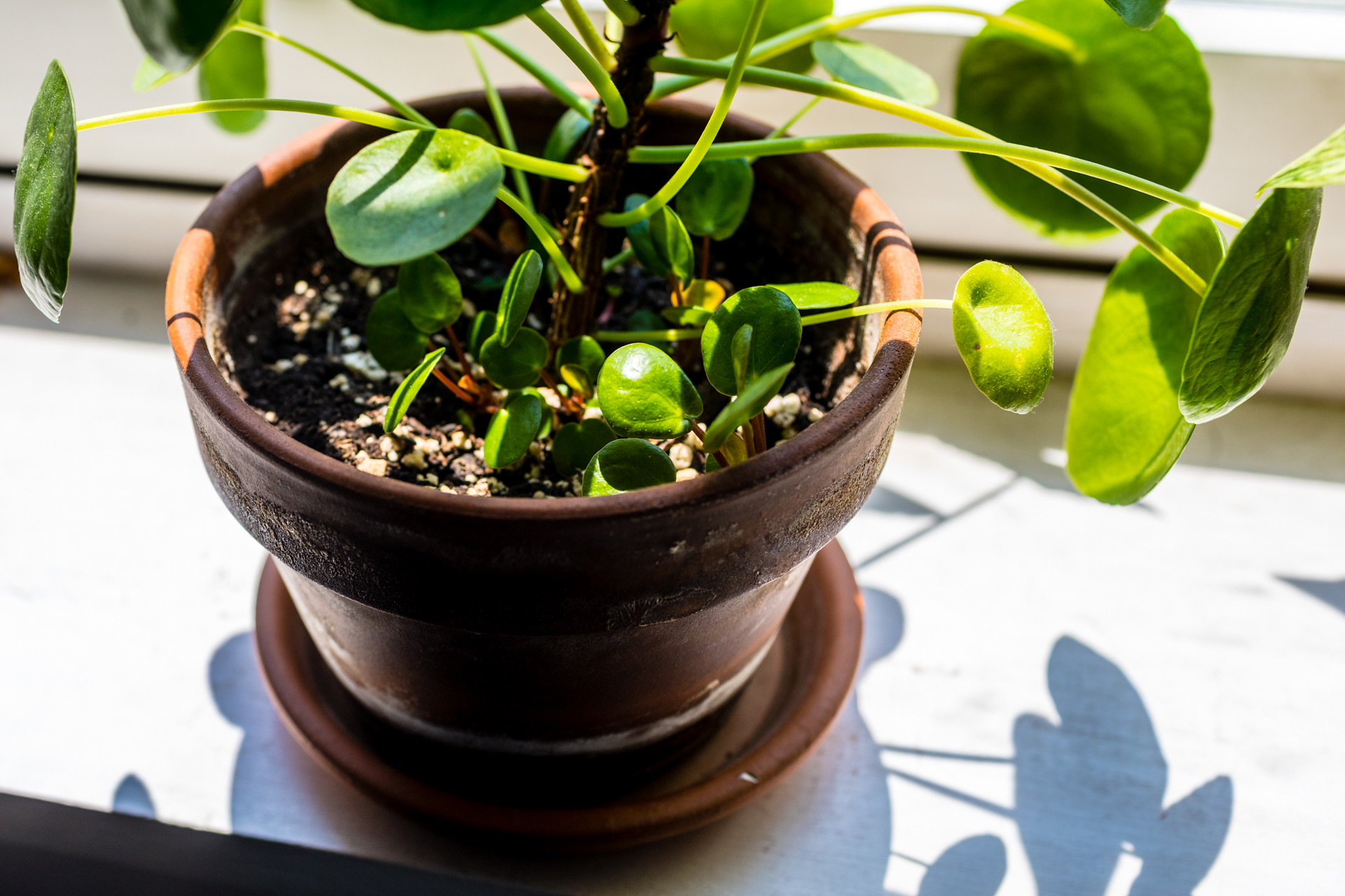 hinese Money Plant, Pancake Plan