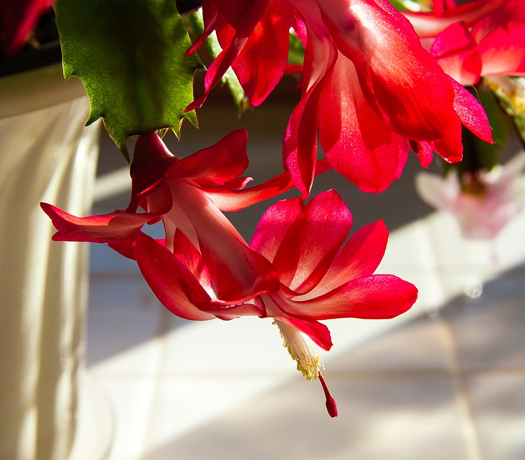 Christmas Cactus, thanksgiving cactus, cactus