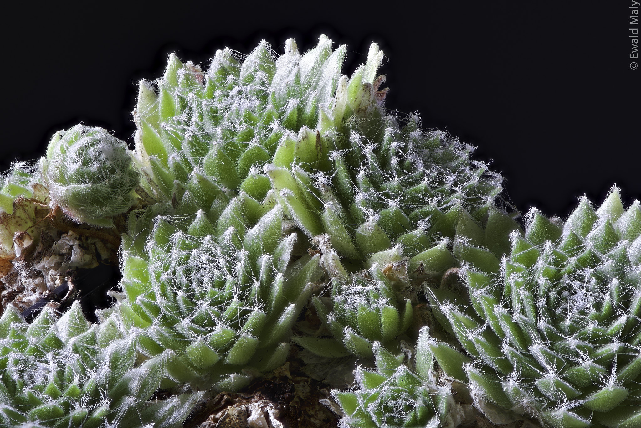 Cobweb Houseleek, Sempervivum arachnoideum