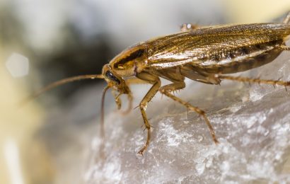 Lion Cockroach 70 Roaring Lion Facts That You Never Knew About