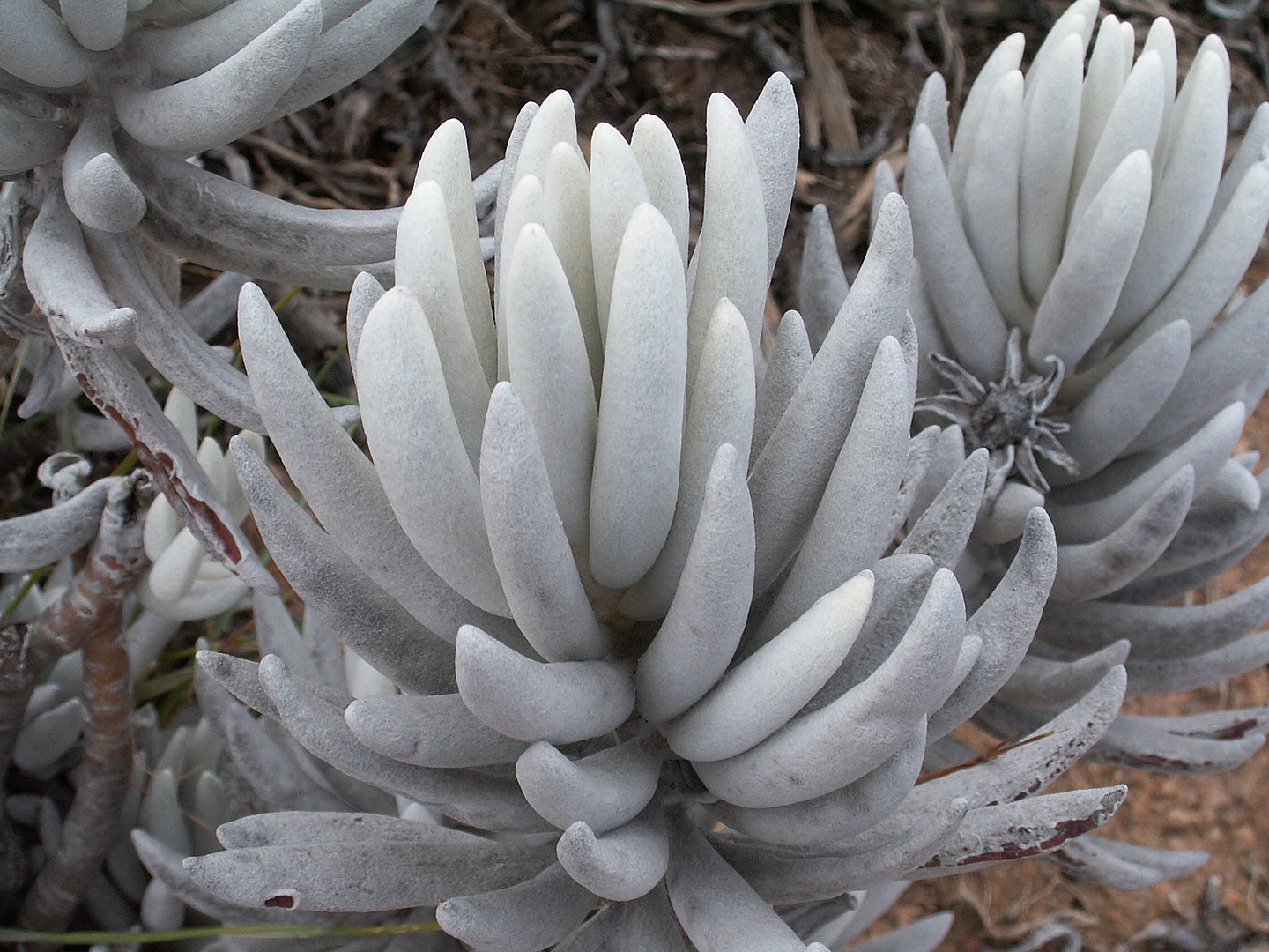 Cocoon Plant, Senecio Haworthii