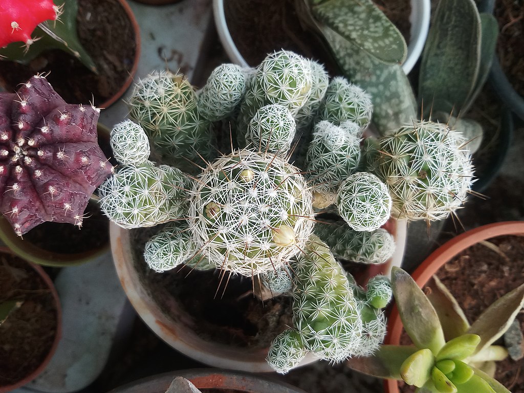 Easter Lily Cactus , succulent
