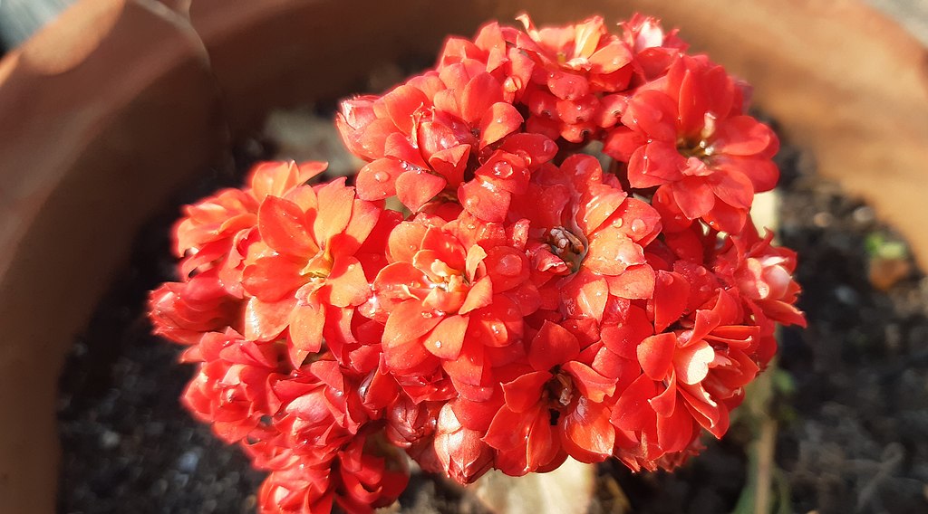 Flaming Katy, Kalanchoe blossfeldiana