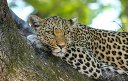 50 Leopard Facts To Make You Leap With Curiosity 