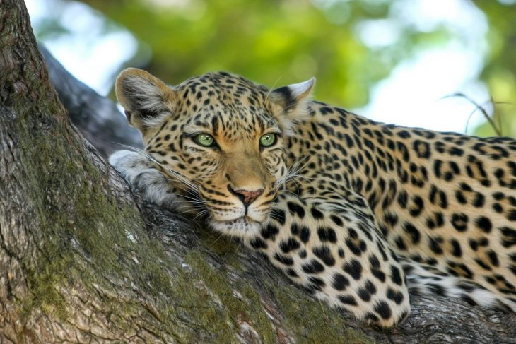 Leopard, Leopard on a Tree, Leopard Facts, Panther