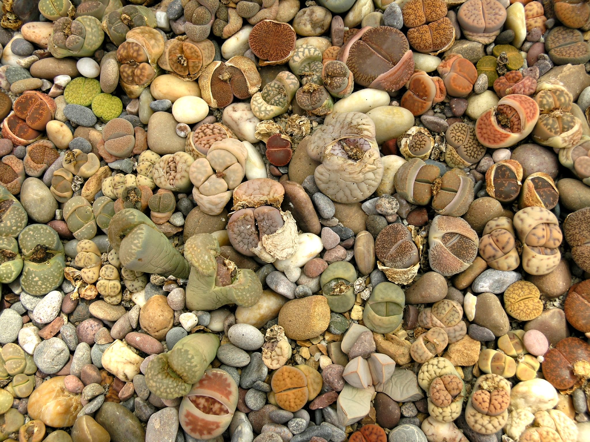 Living Stone Plant , pebble plant