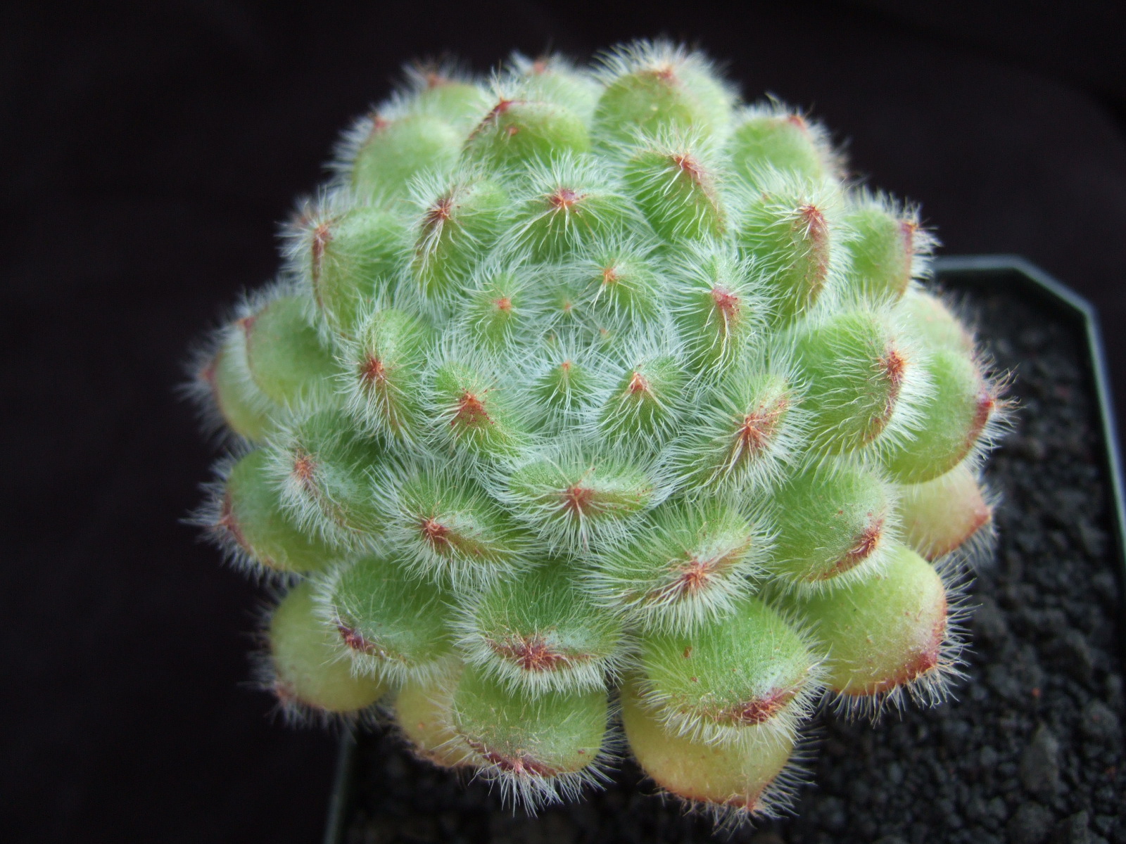 Mexican Firecracker, Echeveria setosa, types of succulents