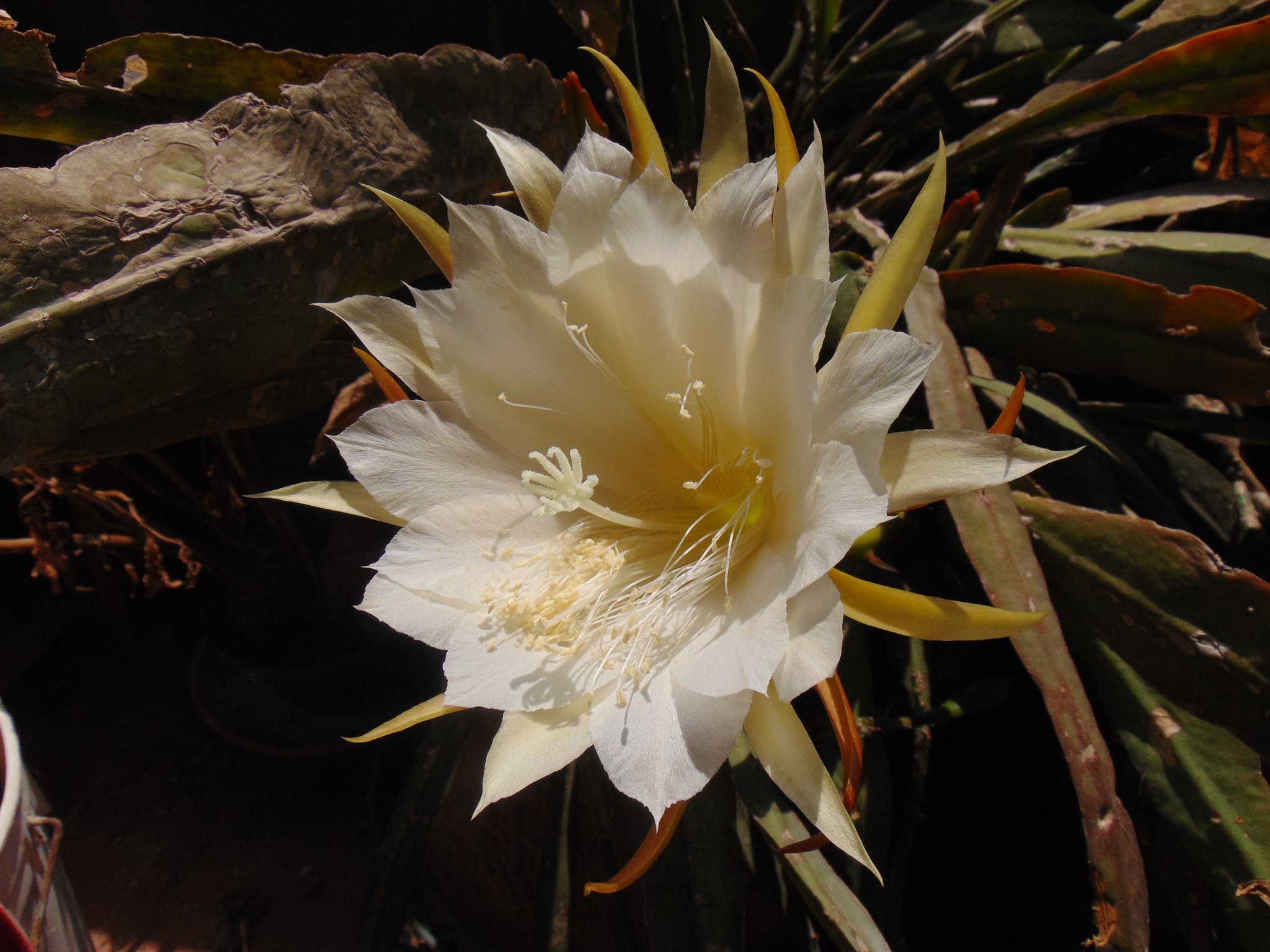 Orchid Cactus, Epiphyllum, cactus