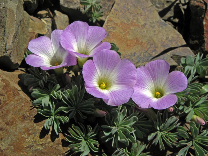 Silver Shamrock, Oxalis adenophylla