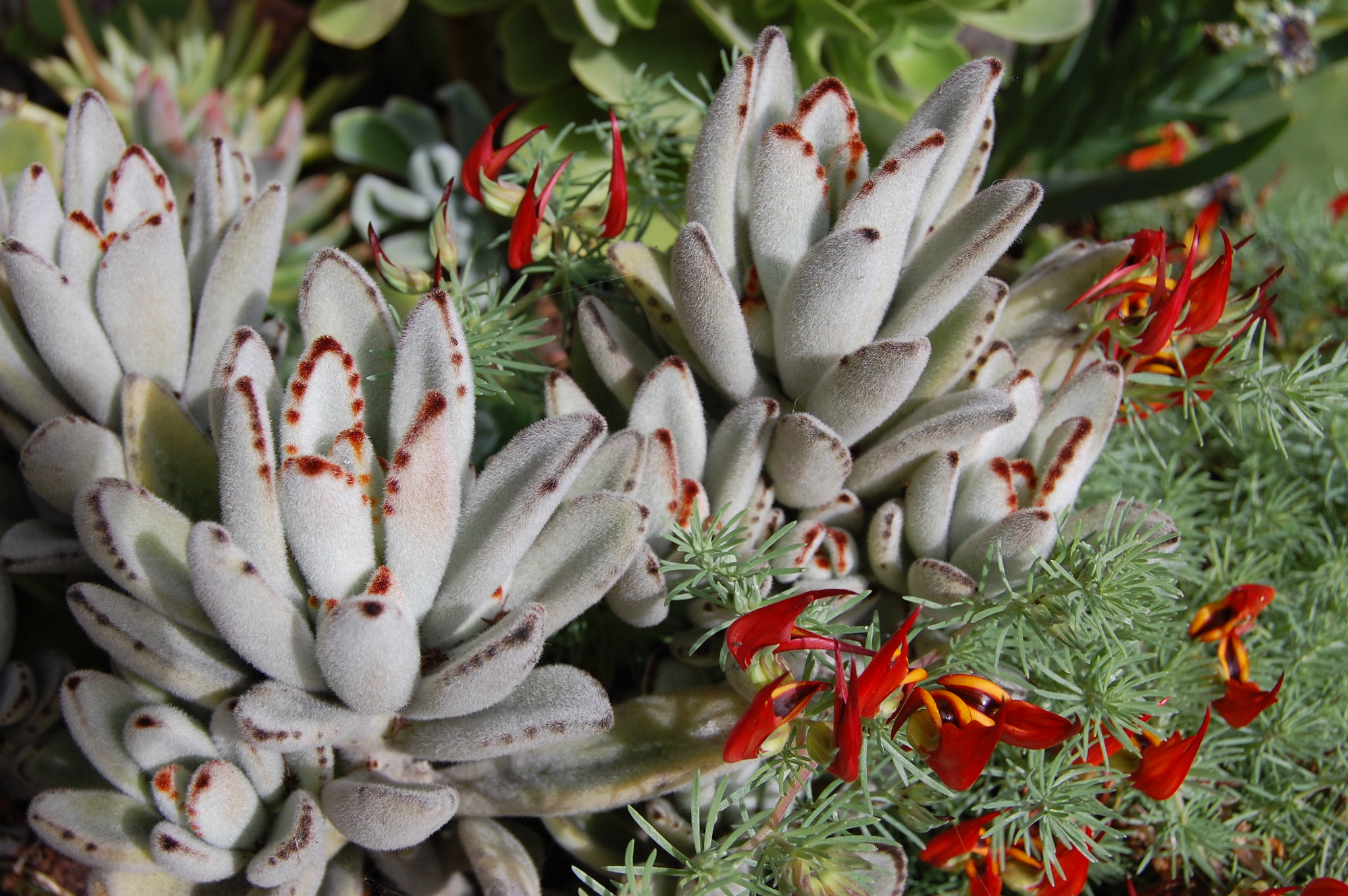 Panda Plant, types of succulent