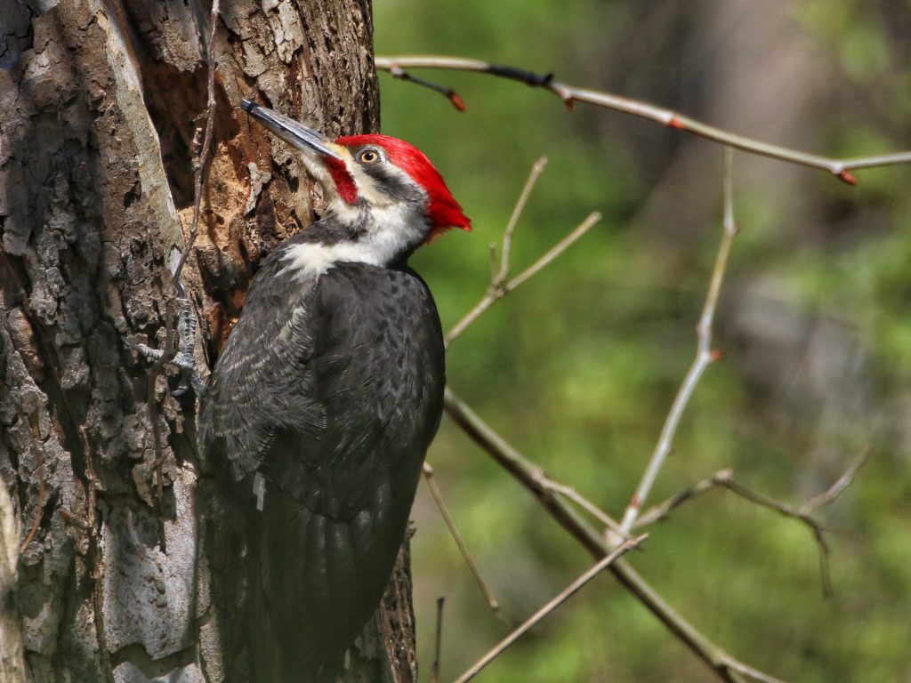 woodpecker types