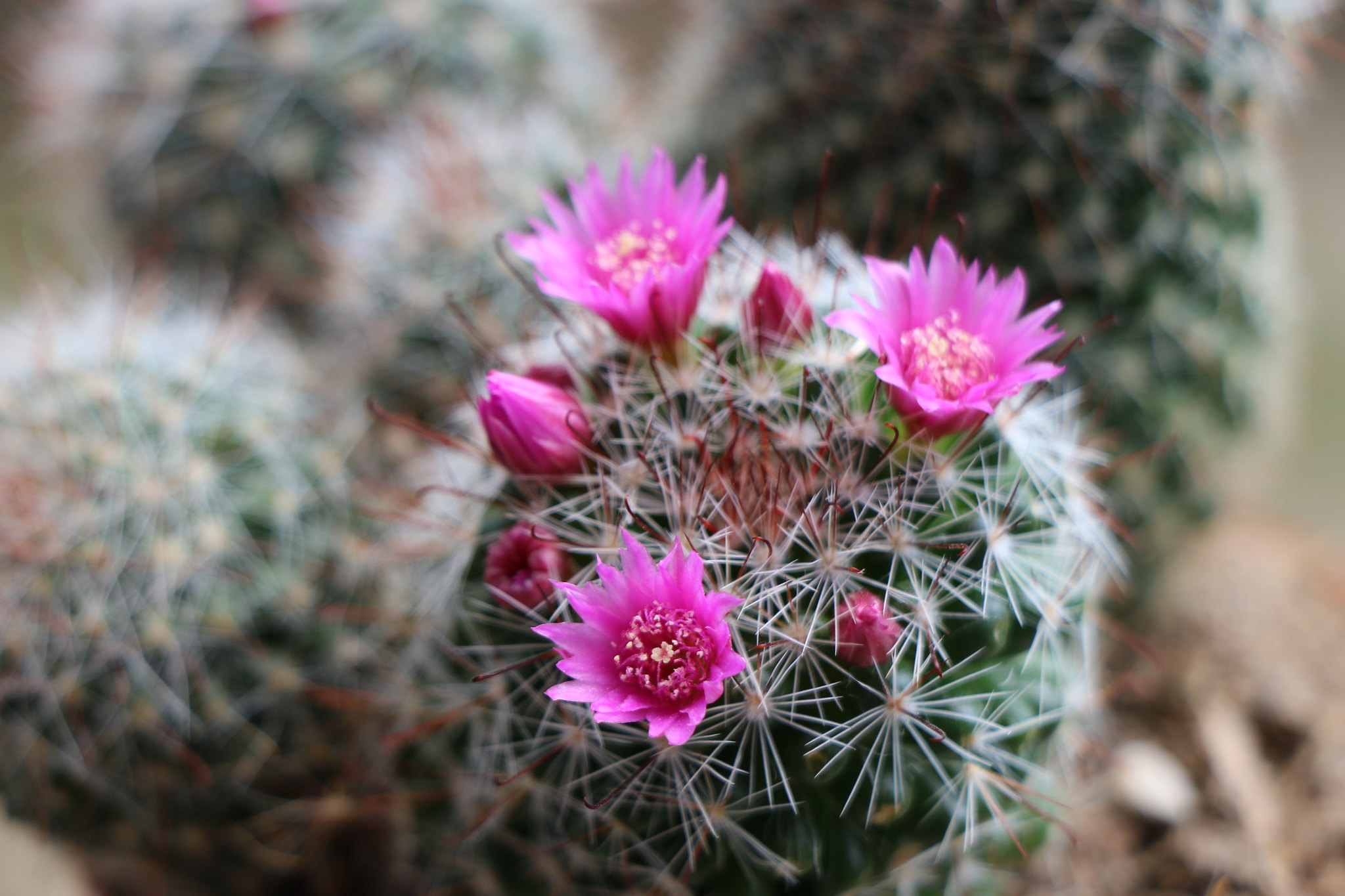 Pincushion Cactus, cactus