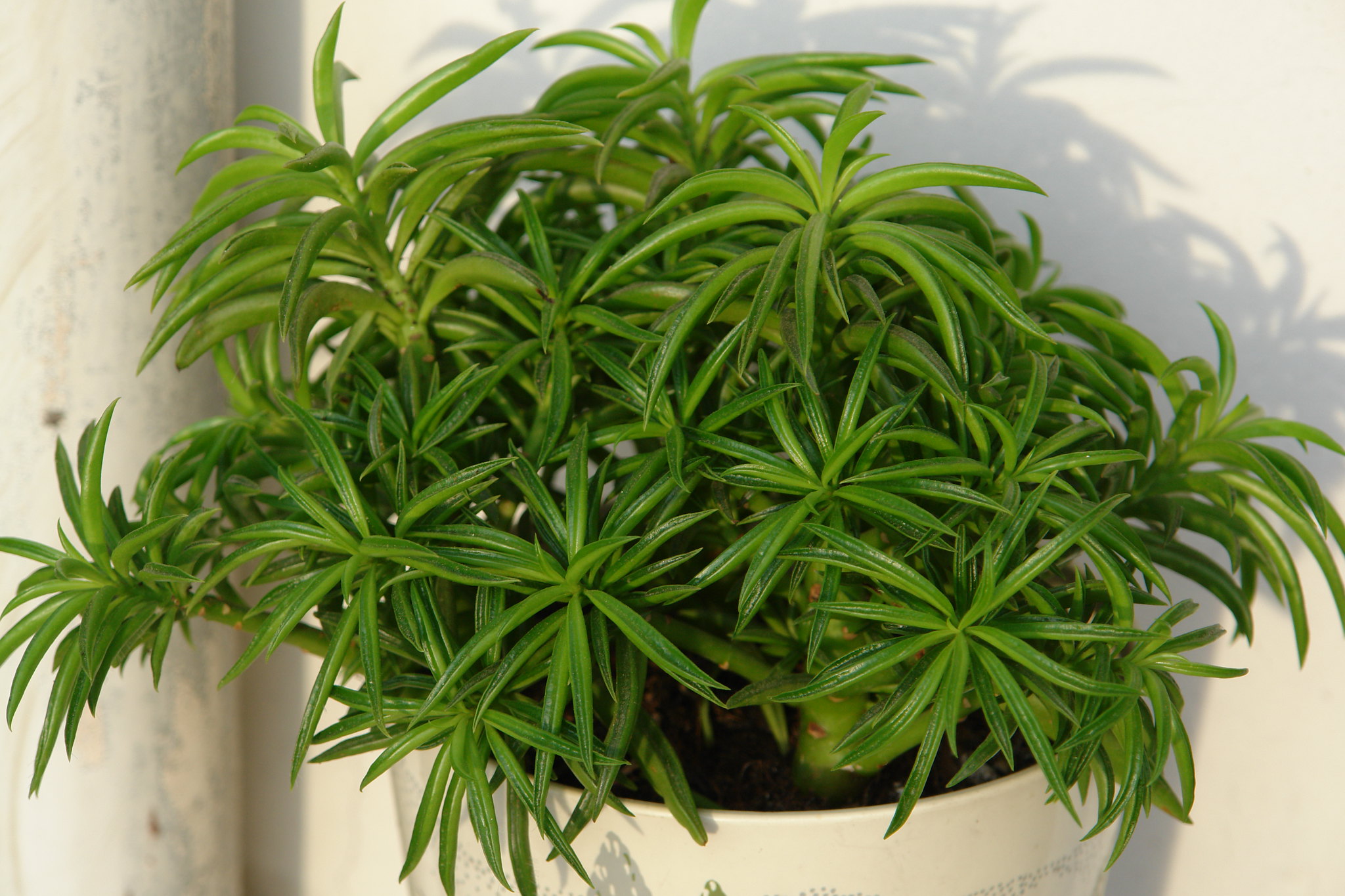Pincushion Peperomia, Peperomia ferreyrae