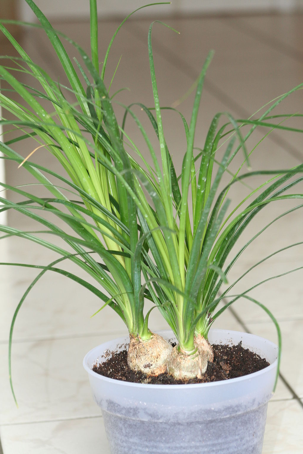 Ponytail Palm Tree, types of succulents