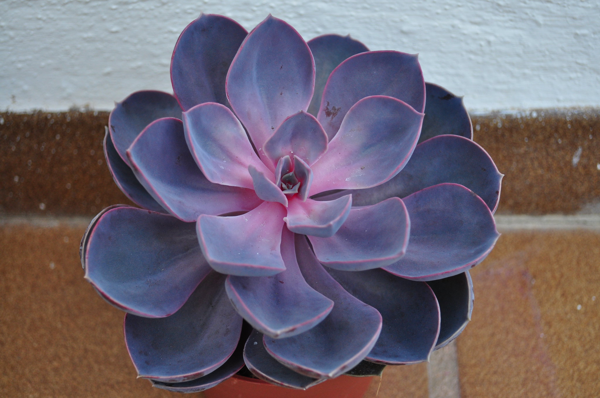 Purple Pearl. echeveria