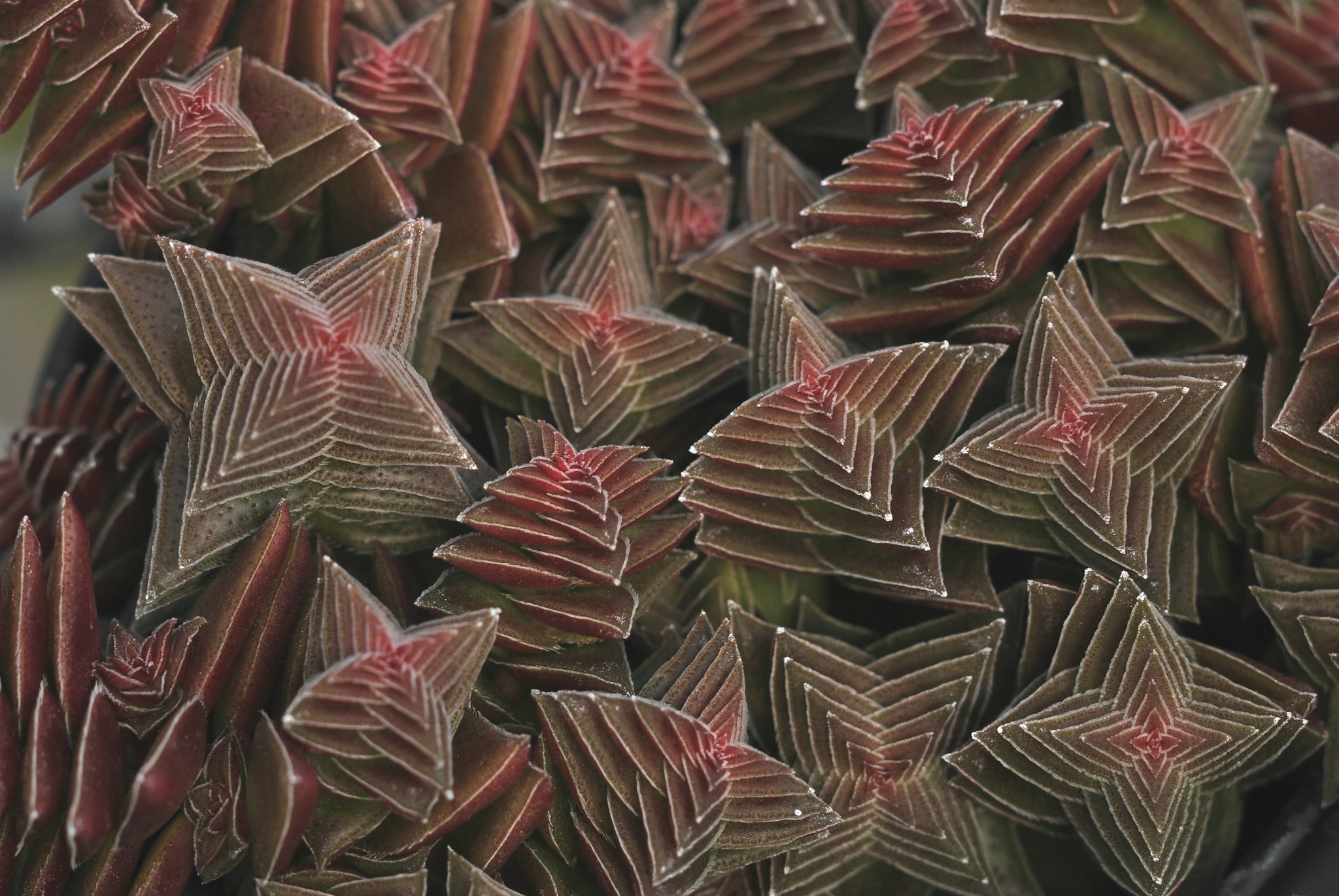 Red Pagoda, Crassula capitella
