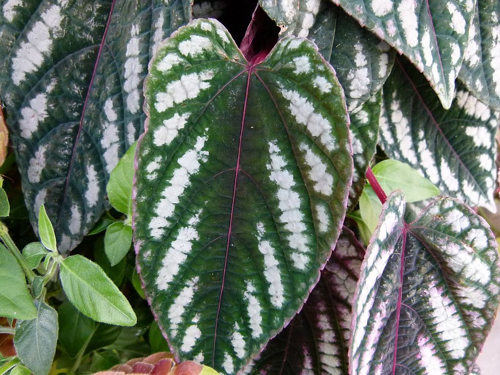 Rex Begonia Vine, Cissus Discolor