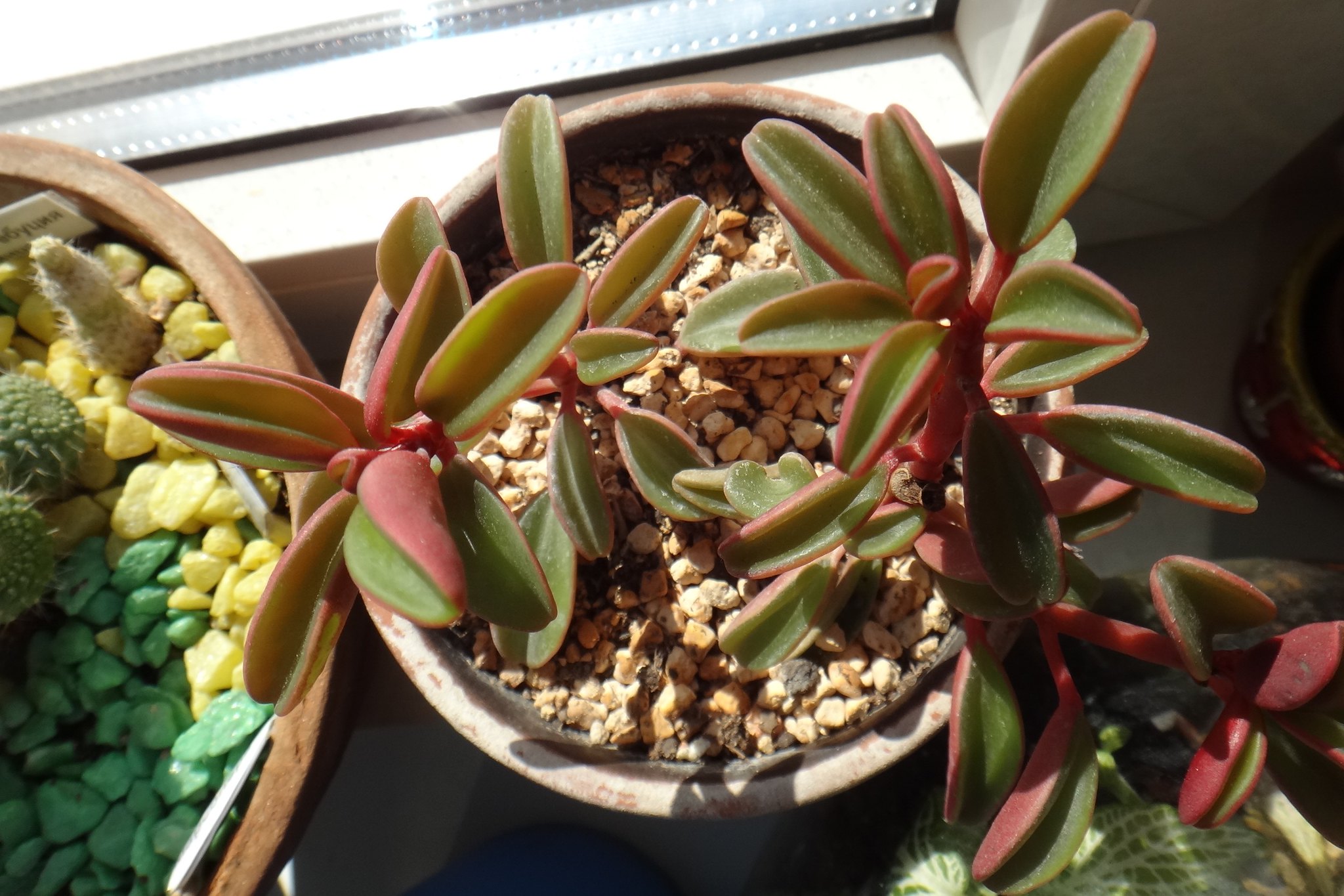 Ruby Glow Peperomia, Peperomia graveolens
