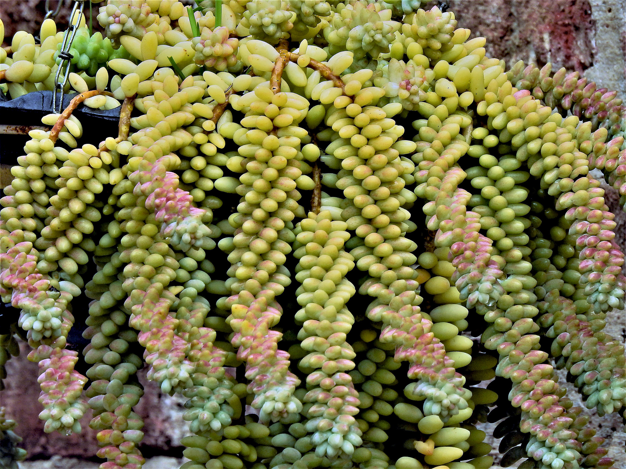 Burro's tail, Sedum Morganianum