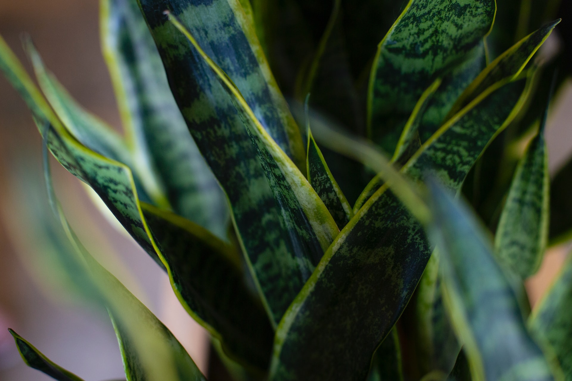 Snake Plant