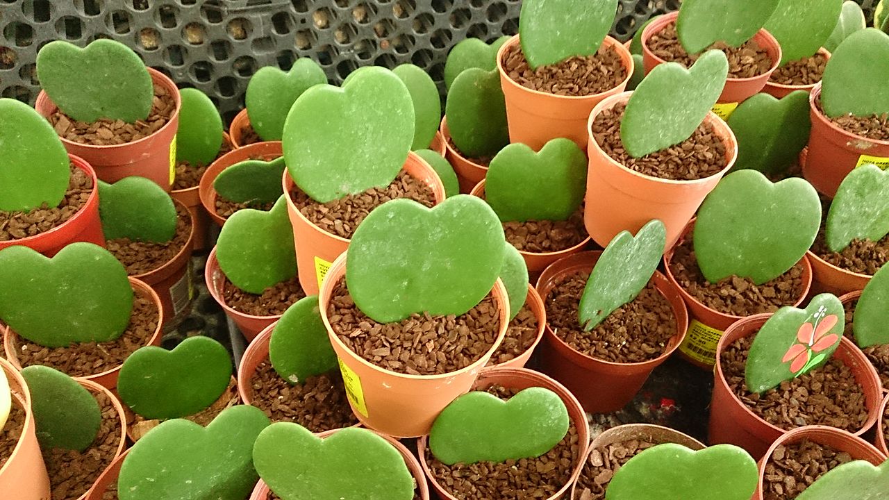Sweetheart Plant, Hoya kerrii, types of succulents
