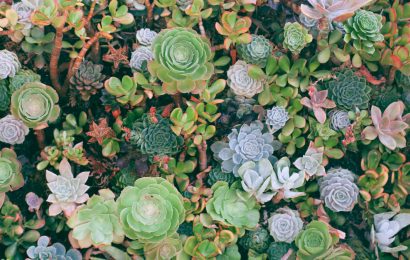 Best Types of Succulents To Perk Up Your Home or Workspace 