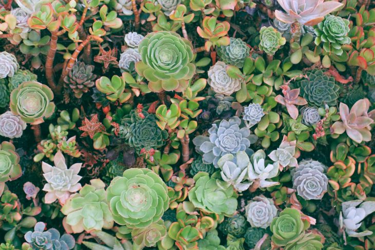 Best Easy Flowering Succulents - Most Beautiful Succulents