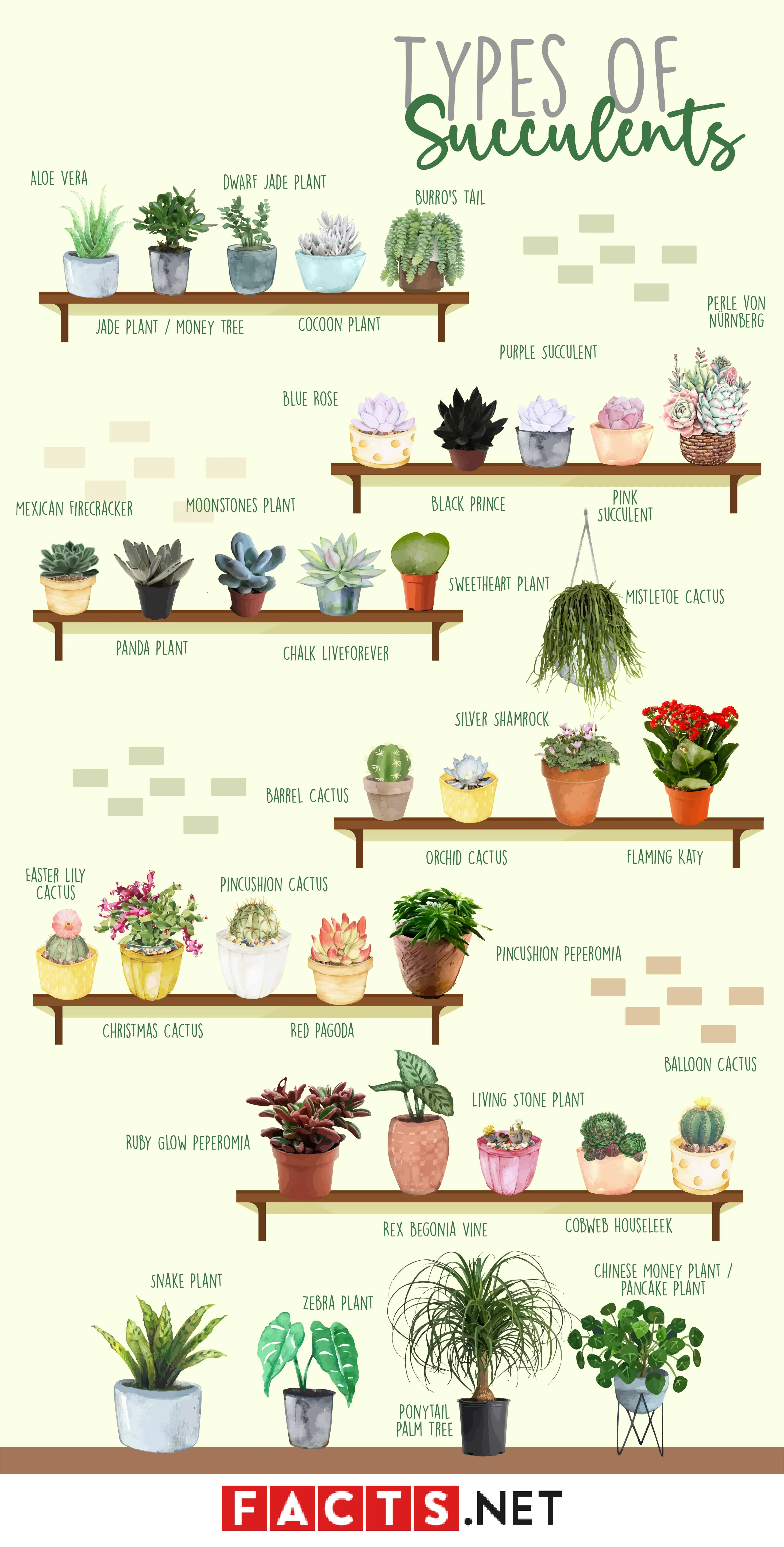 Infographics Sedums Succulents Grown