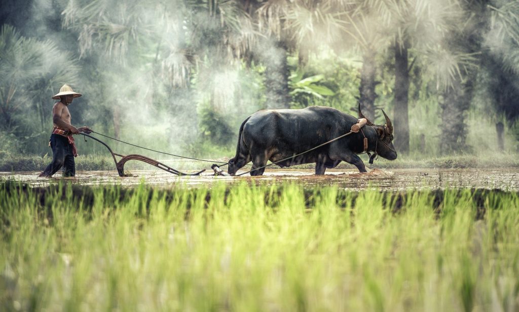 40 Water Buffalo Facts Living Tractors Of The East