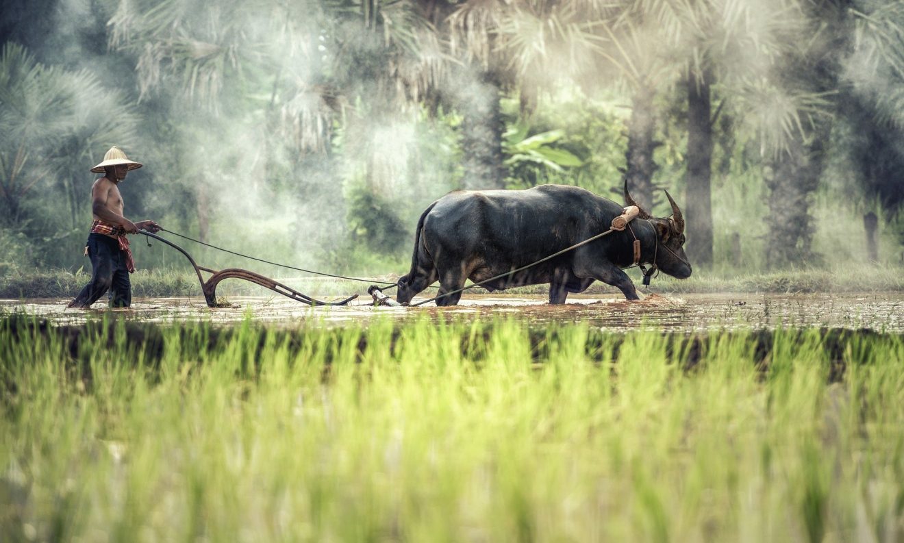 40 Water Buffalo Facts About The Living Tractors Of The East Facts