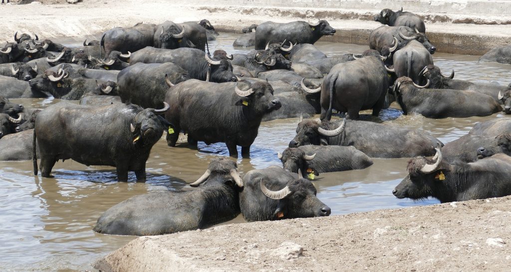 40-water-buffalo-facts-about-the-living-tractors-of-the-east-facts