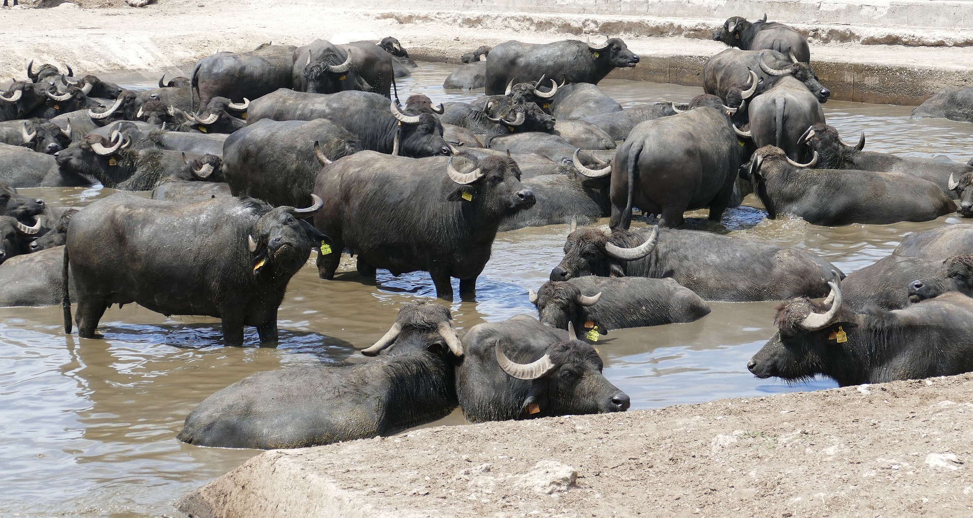 Get to Know Water Buffalo – Reverent Acres