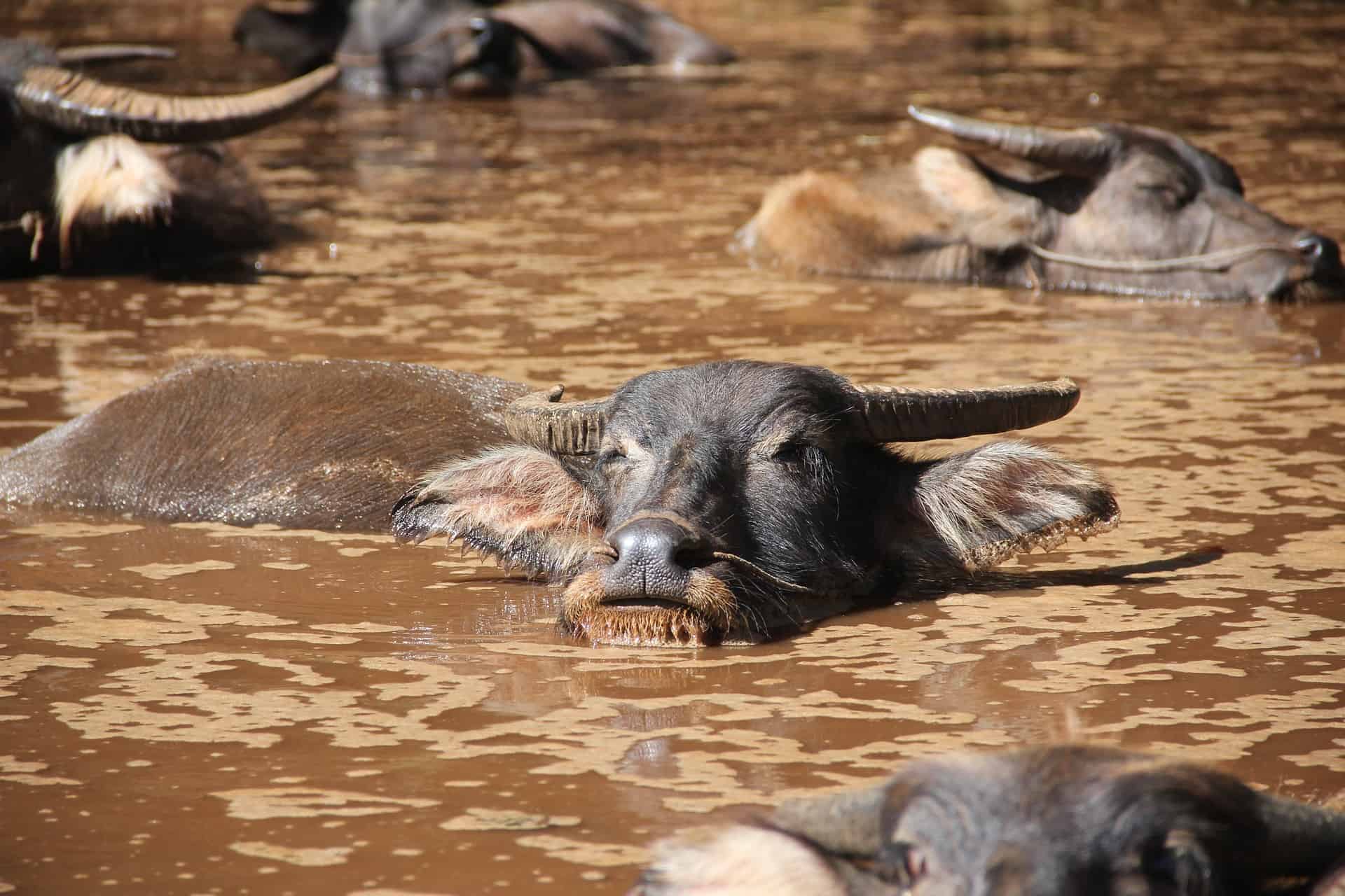 40 Water Buffalo Facts: Living Tractors Of The East Facts.net