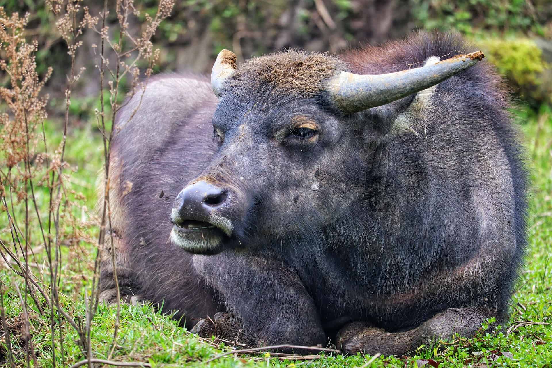 40 Water Buffalo Facts: Living Tractors Of The East Facts.net