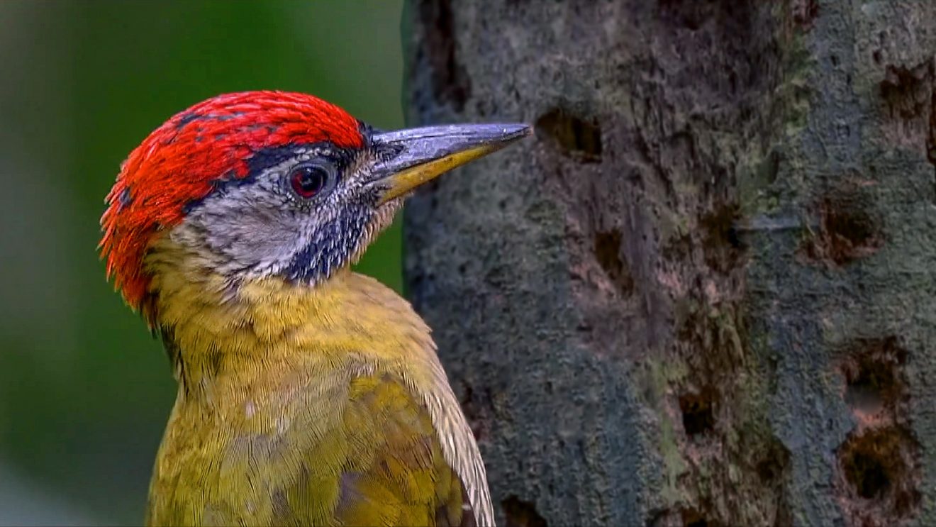 Types Of Woodpeckers And Why Do They Peck