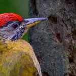 woodpecker, types of woodpecker